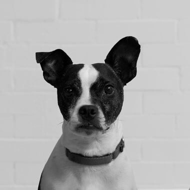 Kirby - Office Dog